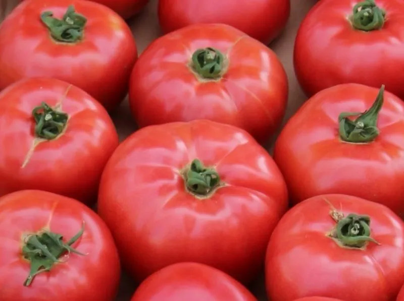 Pomidor malinowy 'Aphen'