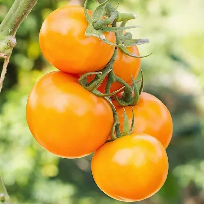 Pomidor żółty sadzonki 'Ożarowski Złoty'