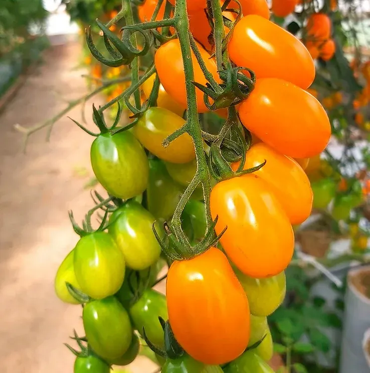 Pomidor koktajlowy żółty bardzo słodki