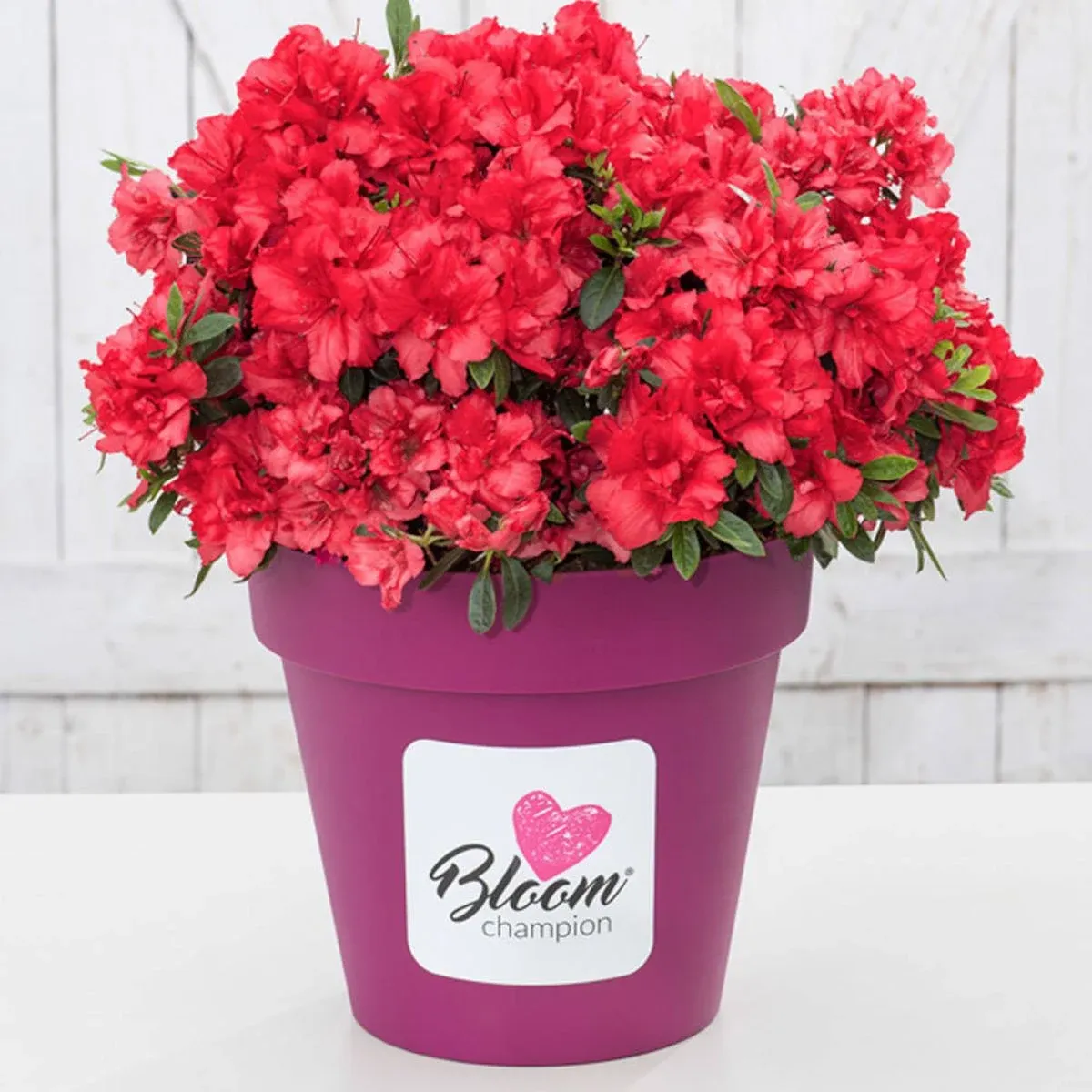 Azalia japońska 'BloomChampion® Red' Azalea japonica