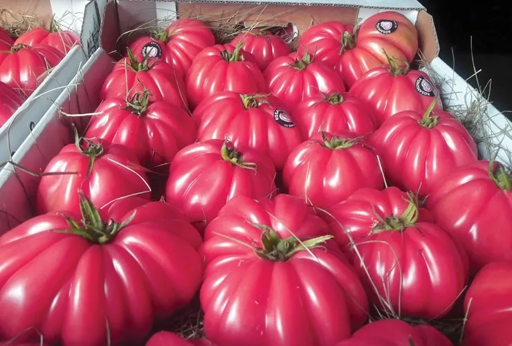 Pomidor malinowy 'Rosamunda'