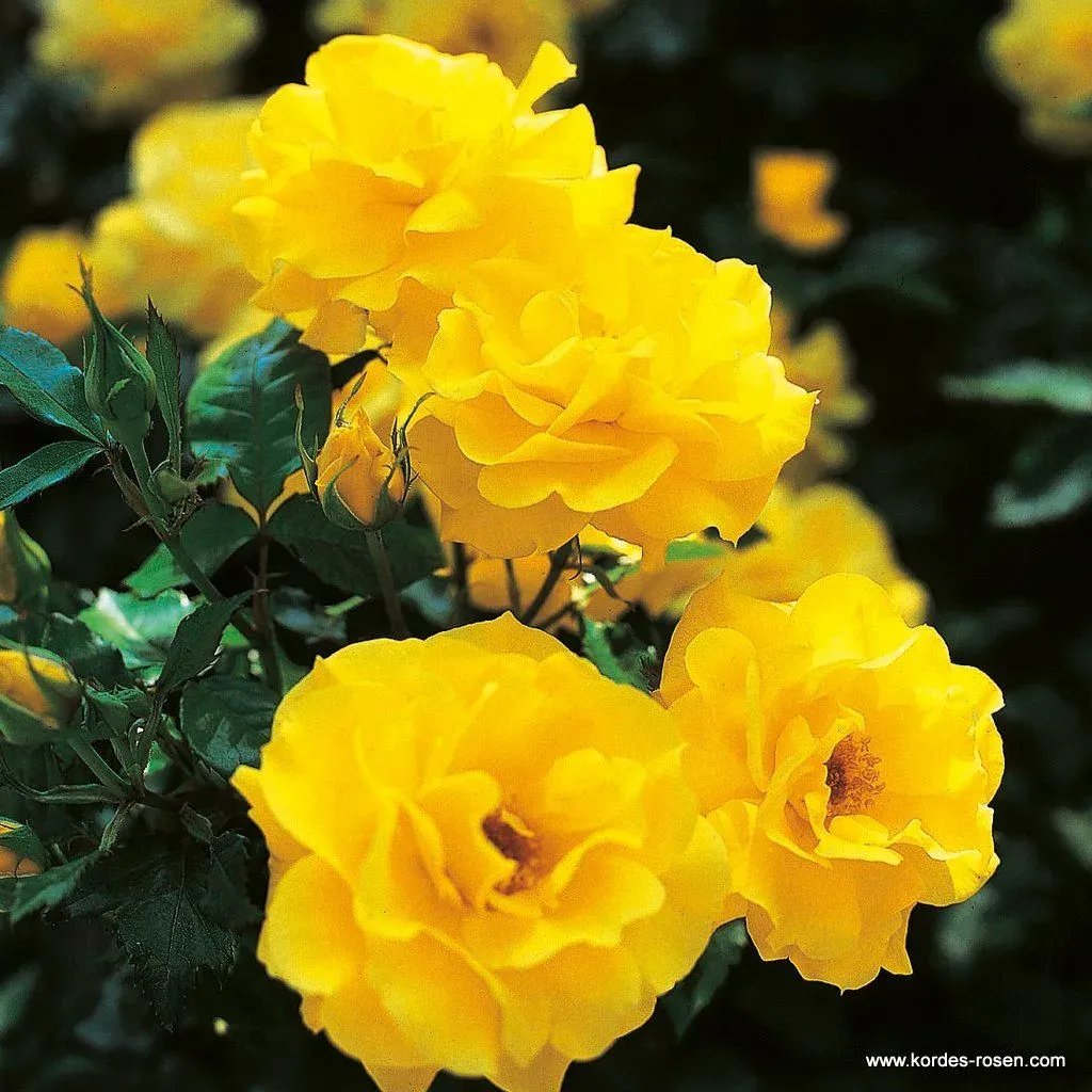 Róża rabatowa Nordic Garden Beauties® 'Fresia'® Rosa