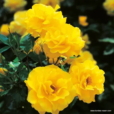 Róża rabatowa Nordic Garden Beauties® 'Fresia'® Rosa