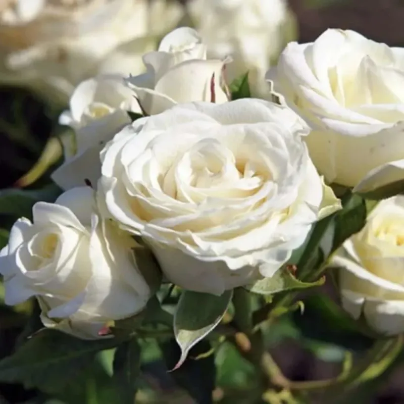 Róża rabatowa Nordic Garden Beauties® 'Schneewitchen' Rosa