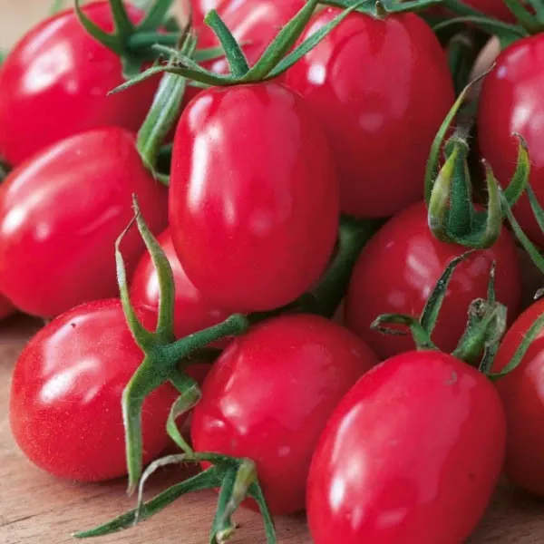 Pomidor koktajlowy malinowy 'Kapturek'