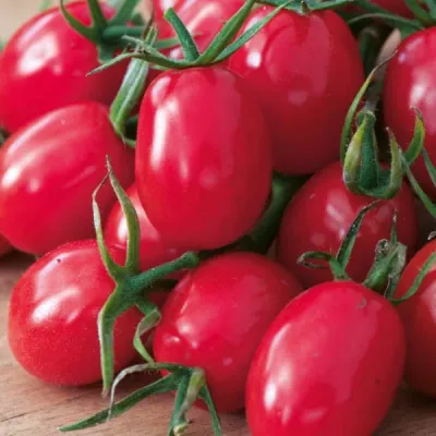 Pomidor koktajlowy malinowy 'Kapturek'