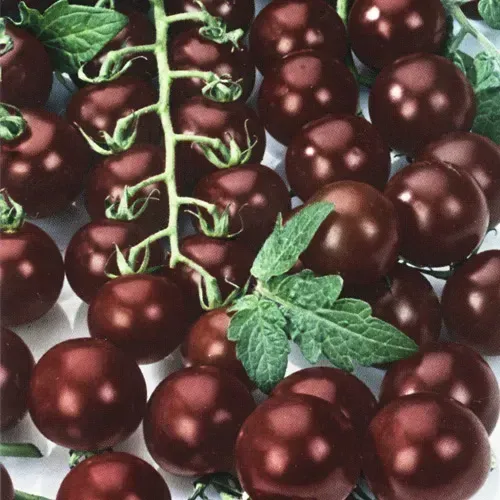 Pomidor koktajlowy czarny 'Black Cherry'
