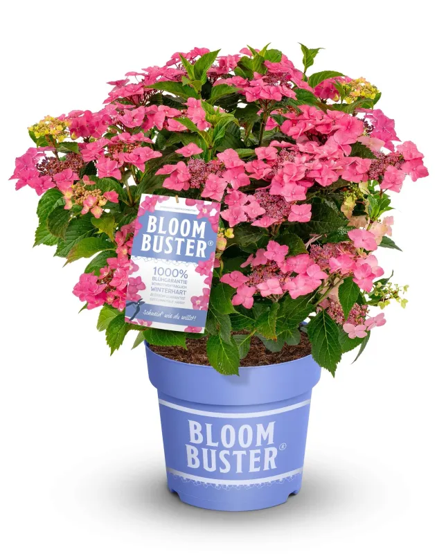 Hortensja 'BloomBuster' Pink Hydrangea