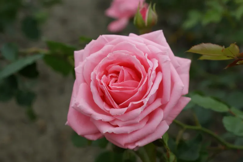 Róża pnąca Nordic Garden Beauties® 'Coral Dawn' Rosa