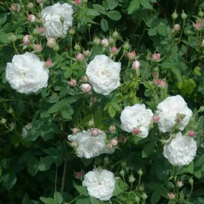 Róża pnąca Nordic Garden Beauties® 'Madame Plantier' Rosa