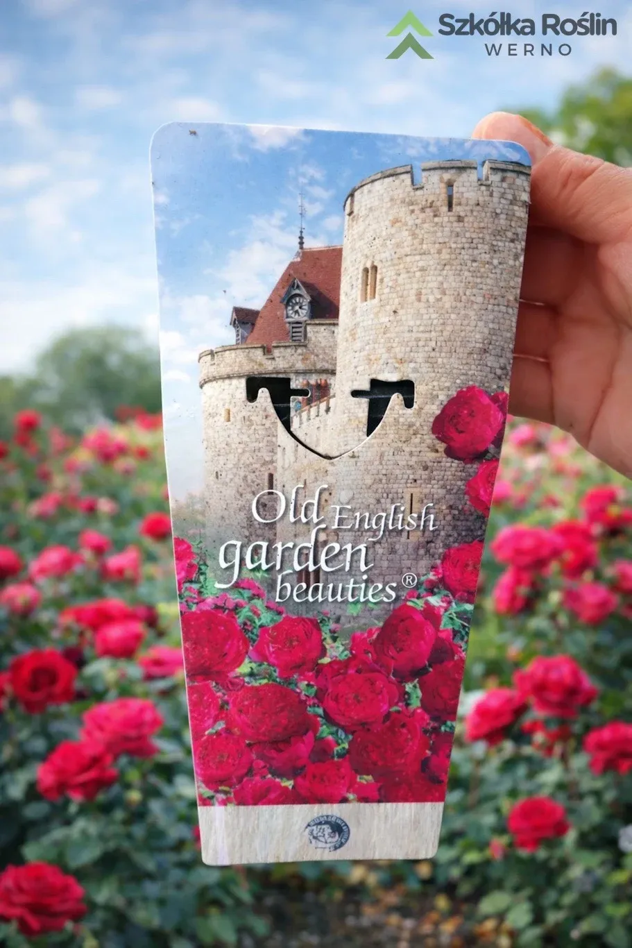 Róża angielska Old English Garden Beauties® Red Rosa