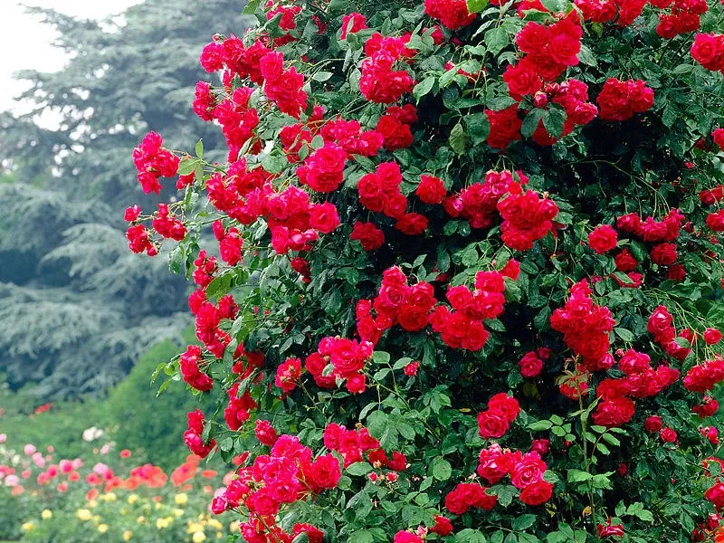 Róża pnąca Nordic Garden Beauties® 'Paul's Scarlet' Rosa