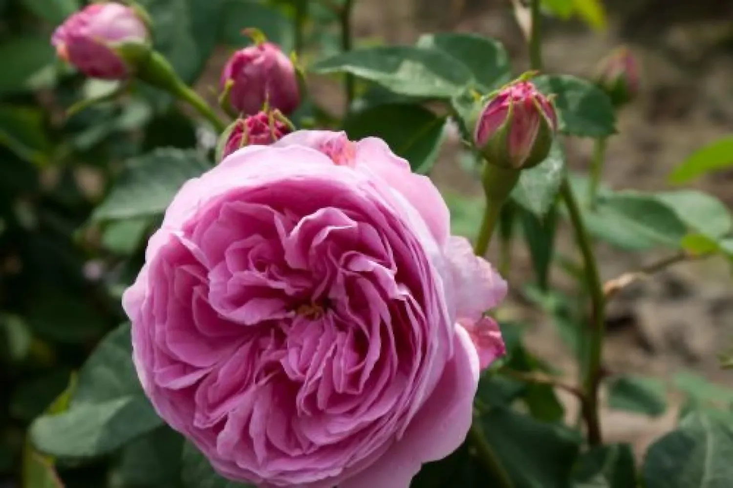 Róża pnąca Nordic Garden Beauties® 'Louise Odier' Rosa