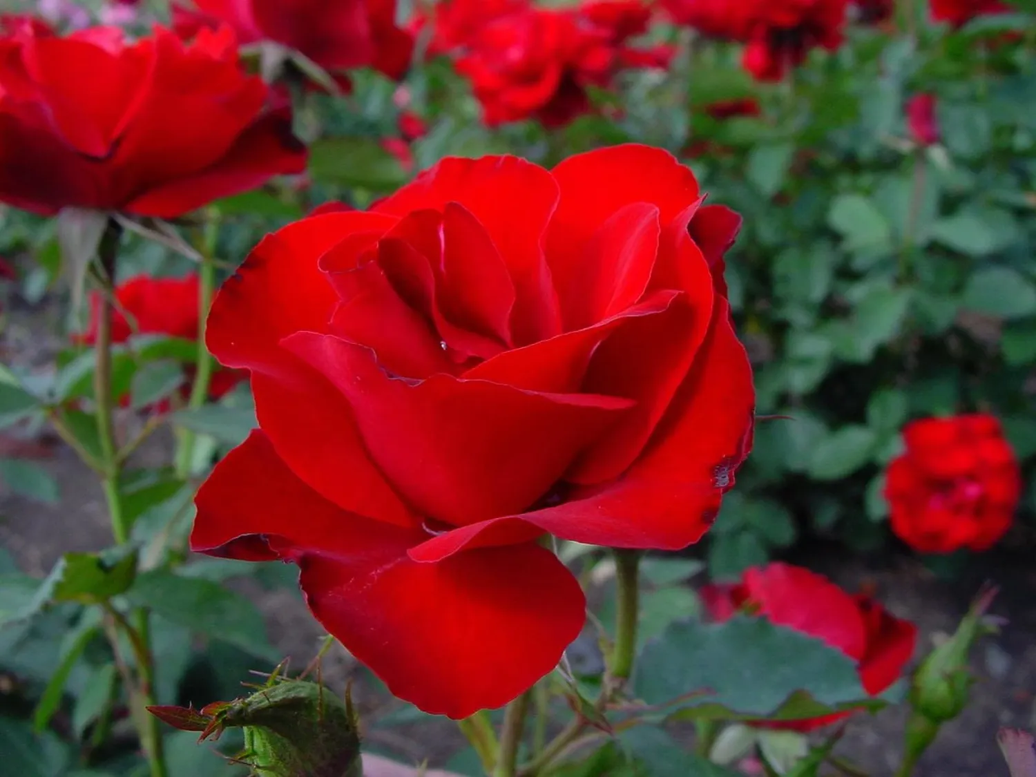 Róża rabatowa Nordic Garden Beauties® 'H.C. Andersen™' Rosa