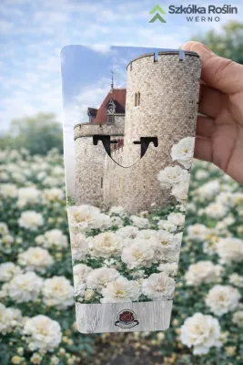 Róża angielska Old English Garden Beauties® Cat Rosa