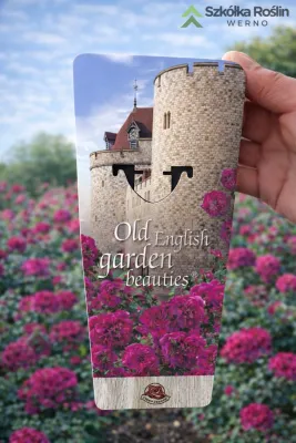 Róża angielska Old English Garden Beauties® Royal Rosa