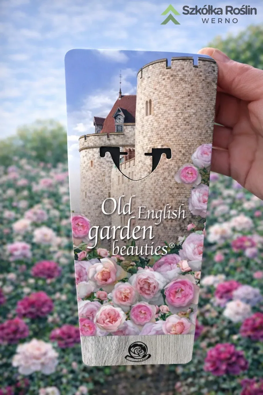 Róża angielska Old English Garden Beauties® Blush Rosa