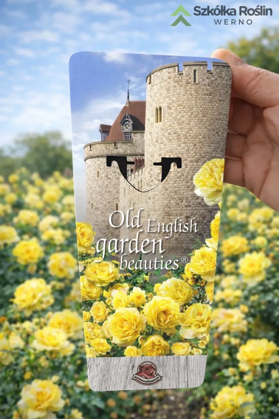 Róża angielska Old English Garden Beauties® Mas Rosa