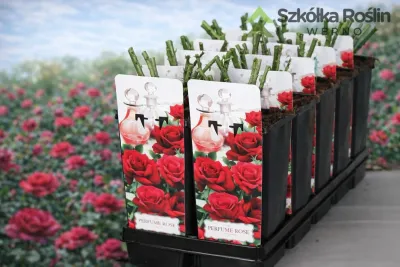 Róża wielkokwiatowa Perfum Garden Beauties® 'Oklahoma' Rosa