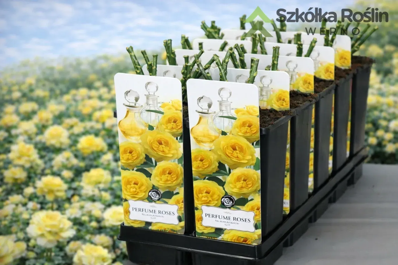 Róża wielkokwiatowa Perfum Garden Beauties® 'Yellow Submarine' Rosa