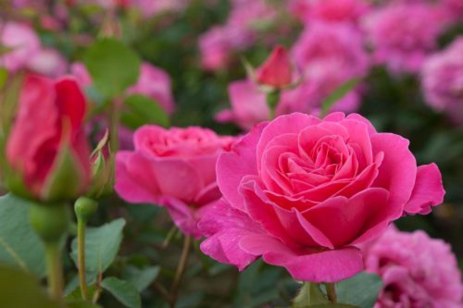 Róża wielkokwiatowa Perfum Garden Beauties® 'Pink Peace' Rosa