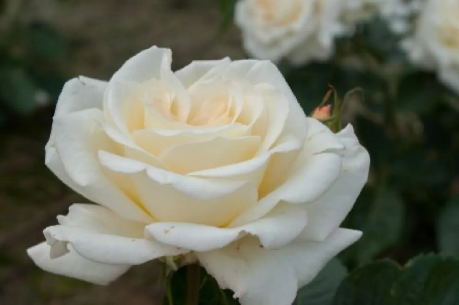 Róża wielkokwiatowa Perfum Garden Beauties® 'True Love' Rosa