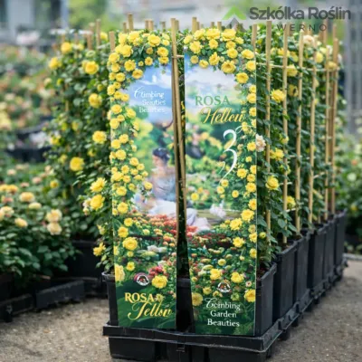 Róża pnąca pachnąca Scented Climbing Garden Beauties® 'Yellow' Rosa