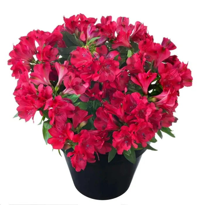 Alstroemeria Princess Lilies 'Valletta'