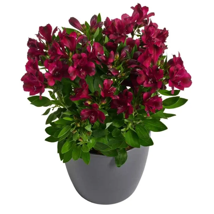 Alstroemeria Princess Lilies 'Dark Purple'