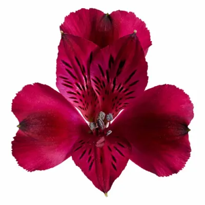 Alstroemeria Princess Lilies 'Dark Purple'