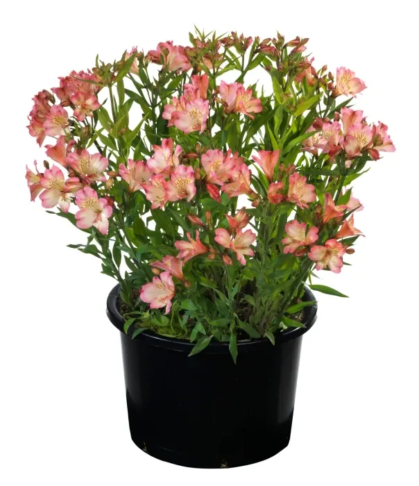 Alstroemeria ogrodowa Princess Lilies 'Summer Paradiese™ Summer Break'