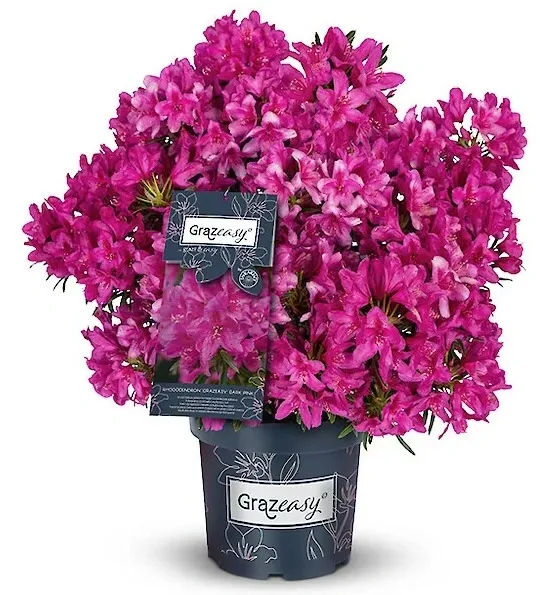 Rododendron Różanecznik 'Grezeasy® Inkarho®' Rhododendron