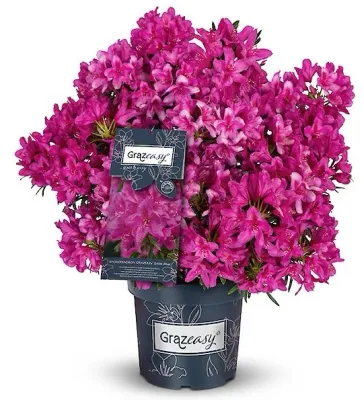 Rododendron Różanecznik 'Grezeasy® Inkarho®' Rhododendron