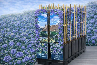 Róża pnąca pachnąca Scented Climbing Garden Beauties® 'Blue' Rosa