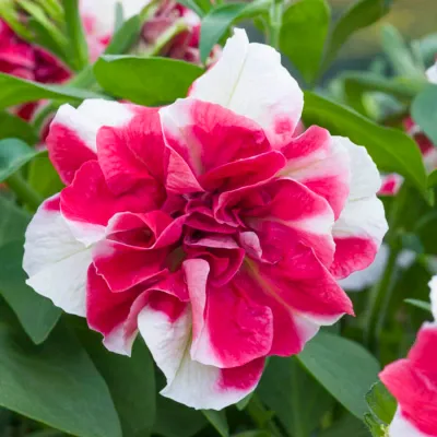 Petunia zwisająca podwójna 'Scarlet Ripple' Petunia hybrida