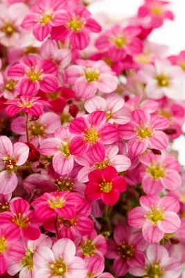 Skalnica 'Alpino Early Rose' Saxifraga arendsii
