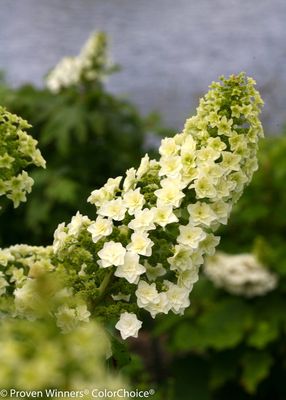 Hortensja dębolistna  'Gatsby Star'® Hydrangea querculifolia