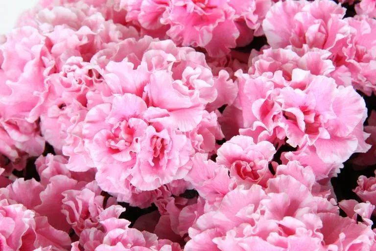 Azalia Hortinno® 'Norabelle' Azalea