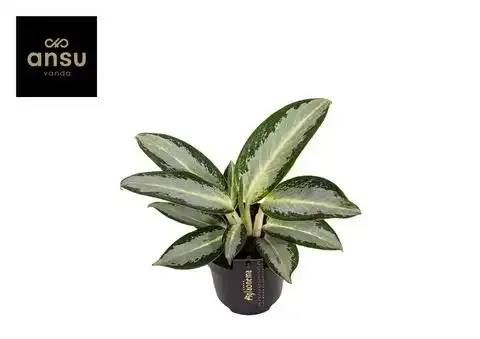 Aglaonema 'Silver Blue'