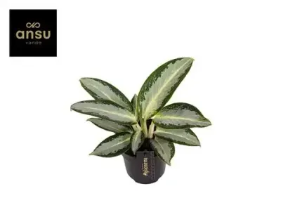 Aglaonema 'Silver Blue'