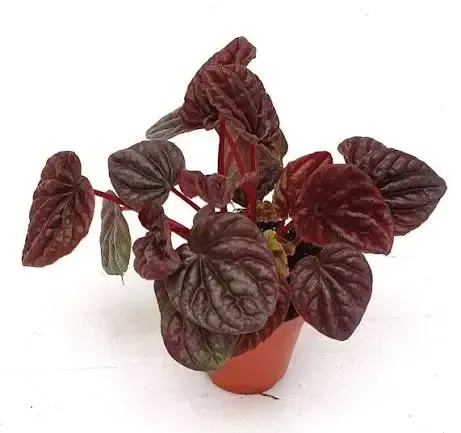 Peperomia kędzierzawa 'Luna Red' Peperomia caperata
