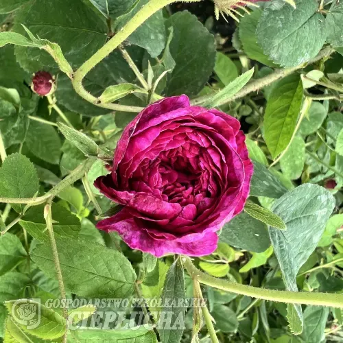 Róża stulistna historyczna 'No.5' Rosa centifolia