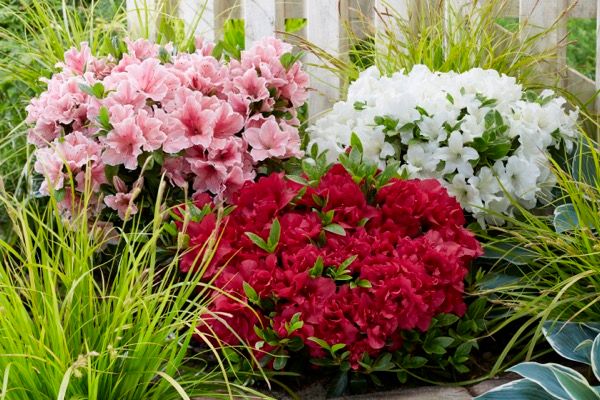 Azalia 'Encore® Sunburst' Azalea