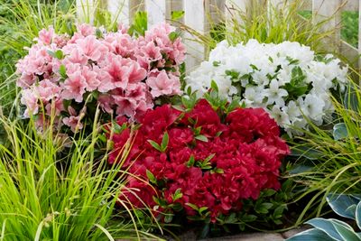 Azalia 'Encore® Sunburst' Azalea