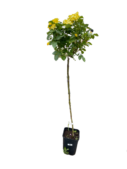 Róża na pniu 'Scarlet Meidiland' Rosa