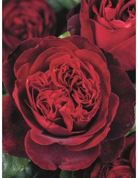 Róża wielkokwiatowa 'Amiral' Rosa