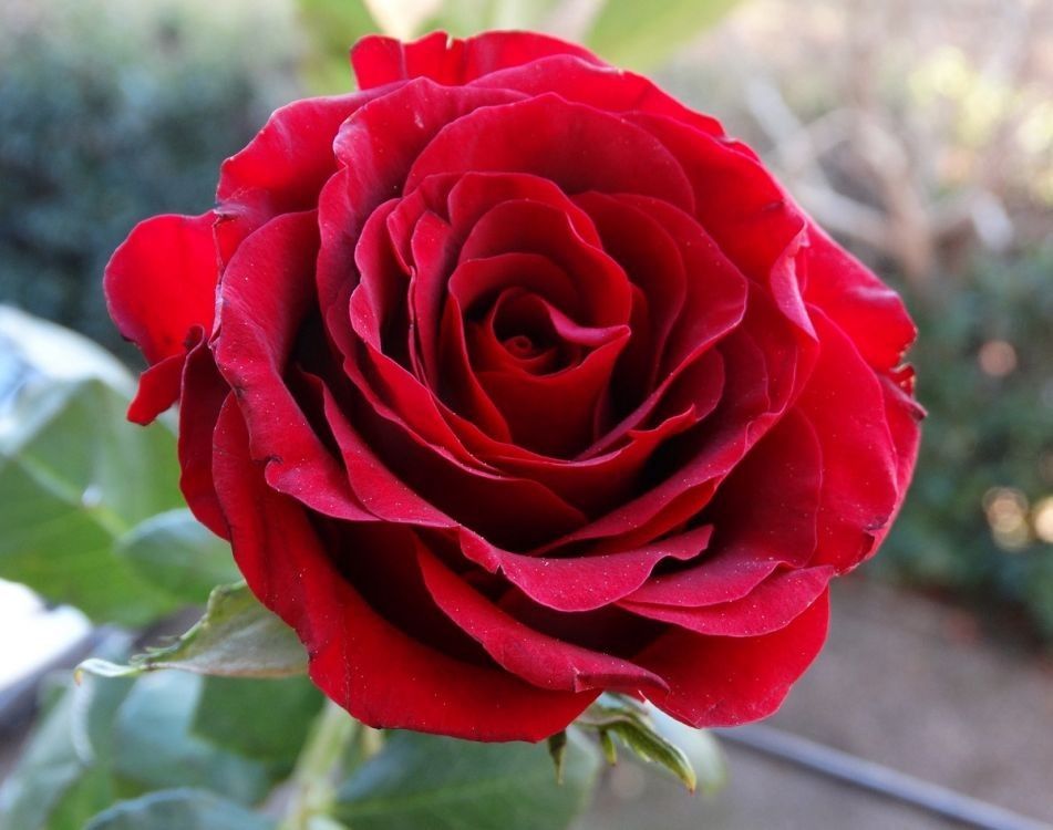 Róża pnąca 'Mushimara' Rosa