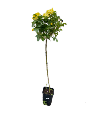 Róża na pniu 'Jalitah' Rosa