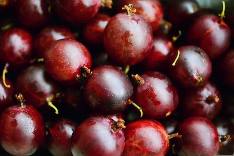 Agrest na pniu czerwony 'Invicta' Ribes uva-crispa