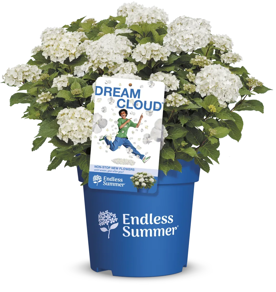 Hortensja ogrodowa Endless Summer® 'DreamCloud'® Hydrangea macrophylla